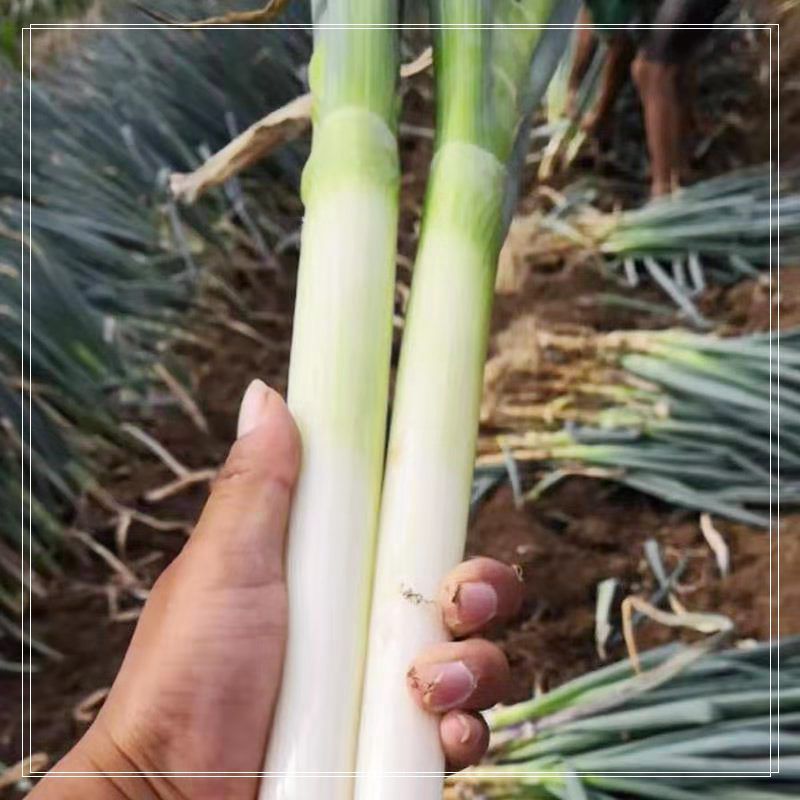 Shandong Zhangqiu Green Onions Fresh Vegetables 2.5kg Seasonal Whole Box Dipping Sauce Long Onions Farm-Grown Iron Pole Green Onions to Help Farmers