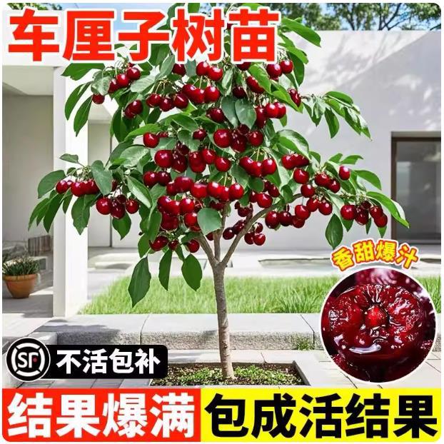 Аутентичные саженцы вишни, крупные саженцы вишни, карликовые фруктовые деревья в горшках для посадки на севере и юге, экстра крупные саженцы вишни