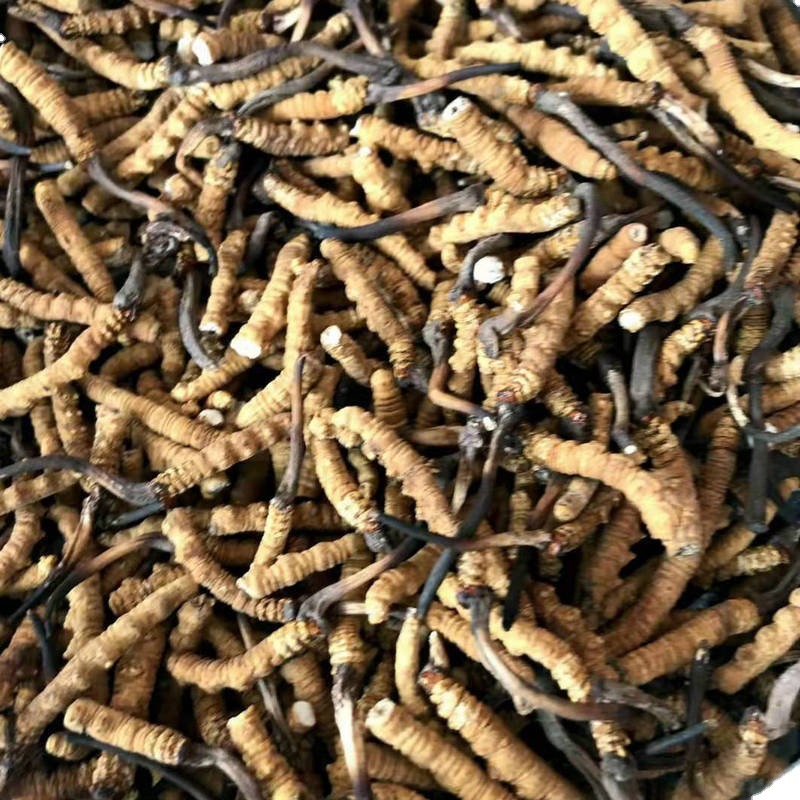 Xizang Naqu Cordyceps Naqu Cordyceps sinensis dry goods insect body full meet dry big broken grass Cordyceps sinensis recruitment agent