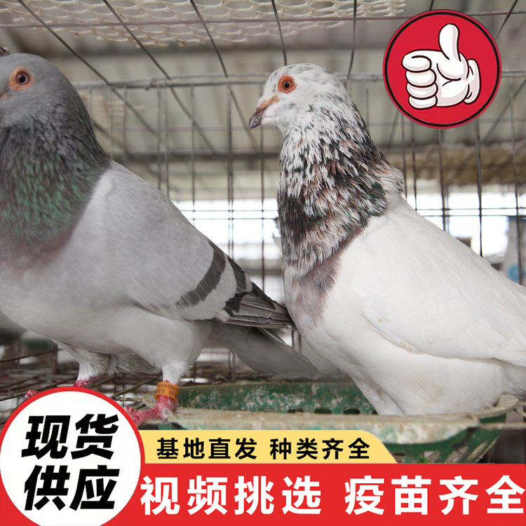 Price of White-Feathered King Pigeon for Half a Year, How Much Does an American Floor King Pigeon Cost, and How Much Does a Square Pigeon Cost for Feeding in Scenic Spots?
