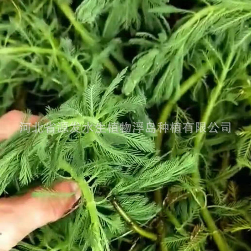 Supply of Submersible Plants, Bitter Grass, Black Algae, Goldfish Algae, Foxtail Algae, Lotus, Malay Eye, Water Lily, Aquatic Plants