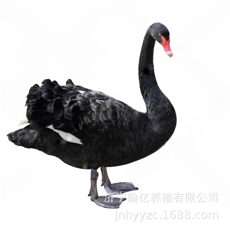 Authentic Black Swan Chicks, Live Seedlings, High Survival Rate, Easy to Raise, Black Swan Chicks Wholesale and Retail, Providing Breeding Instructions