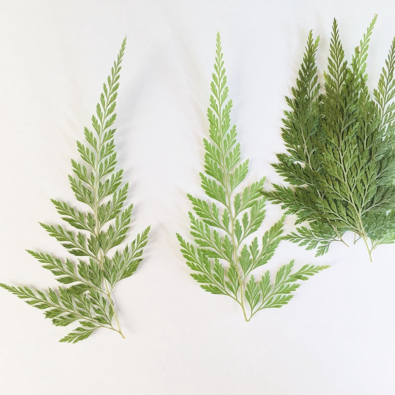 Green Fern Plant Specimen Kindergarten Handmade Leaf Stickers Mobile Phone Case Embossed Table Lamp Glue Dried Flower Embossed