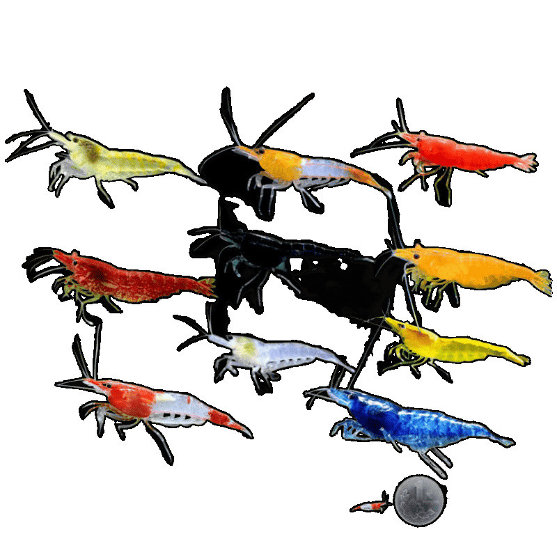 Large Ornamental Shrimp, Freshwater, Durable, Small Ornamental Fish Mixed with Shrimp, Algae Removal, Black Shell Shrimp, Novice Ornamental Shrimp Manufacturer