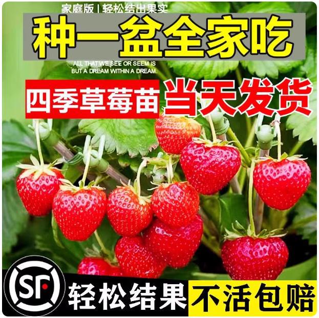 Четырехсезонные саженцы клубники в горшках, легкие в выращивании, красные и кремовые саженцы клубники с землей в подносе, фруктовые саженцы, крупные саженцы ангела для северных и южных регионов