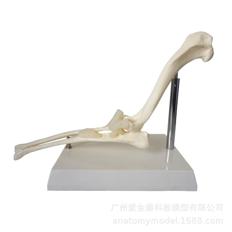 Dog Elbow Joint Anatomical Model High Simulation 1:1 Structure Skeleton Joint Teaching Display Medical Equipment Veterinary Use