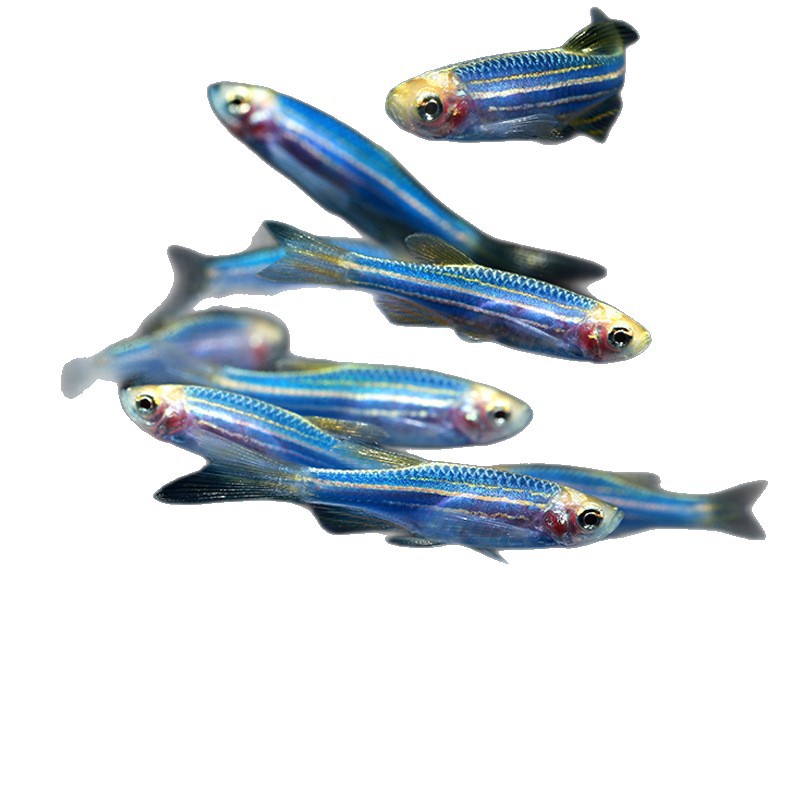 Blueberry Zebrafish Live Fluorescent Zebrafish Low Temperature Resistant Easy to Raise Small Fish Tropical Ornamental Fish Wholesale