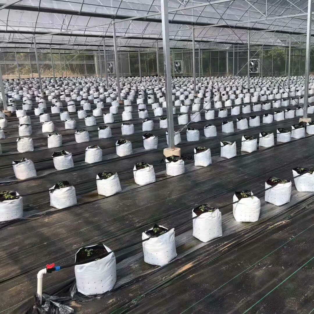 Black and White Planting Bags Wholesale Tomato Planting Bags Substrate Cultivation Bags Soilless Cultivation Factory Direct Sales