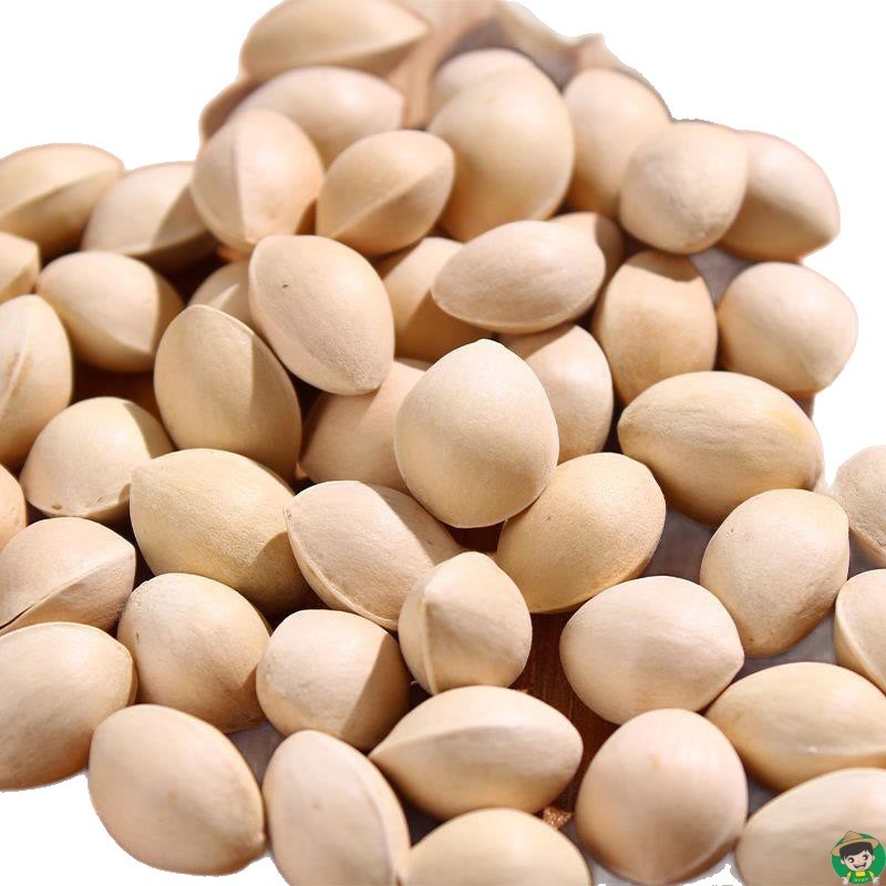 2024 Fresh White Ginkgo Nuts Raw Unbleached Shelled White Ginkgo Nuts Xuzhou Pizhou Specialty