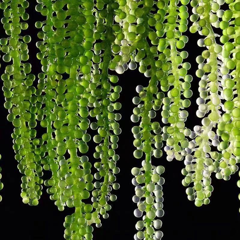 Salted sea grapes 100g kelp silk ready-to-eat longevity vegetables seaweed vegetables seaweed wakame sushi green fish wholesale