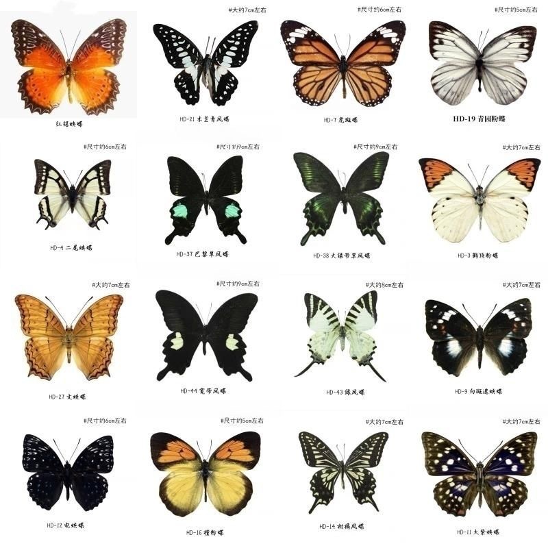 Real butterfly specimen wings green belt Cuifeng butterfly insect kindergarten teaching popular science exhibits handmade photo frame production