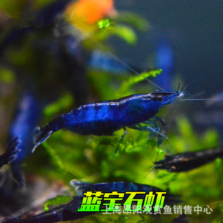 1-1.5cm Red Crystal Shrimp Xiangji Extreme Fire Sakura Shrimp Sapphire Large and Algae Ornamental Shrimp Living Algae Shrimp