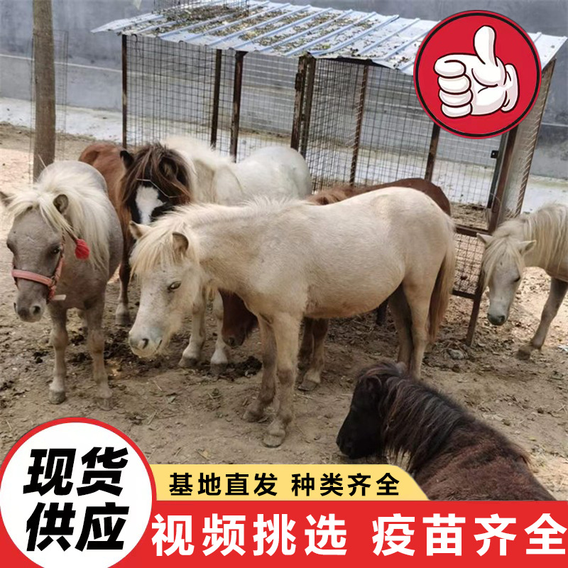 Domestic Mini Pony, Kidsren's Riding Horse, Pet Shetland Pocket Horse, Farm Selling Live Dwarf Horse