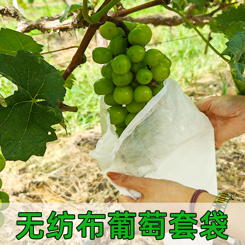 Spot Loquat Mango Grape Special Bagging Sakyamuni Apple Fruit Protection Non-Woven Bag Yellow Peach Orchard Insect-Proof
