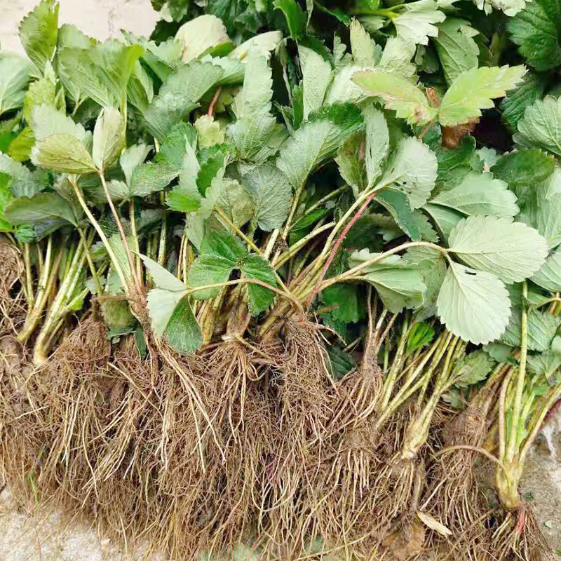 Саженцы клубники четырех сезонов, кремовые красные саженцы, в теплицах, плодоносящие в том же году