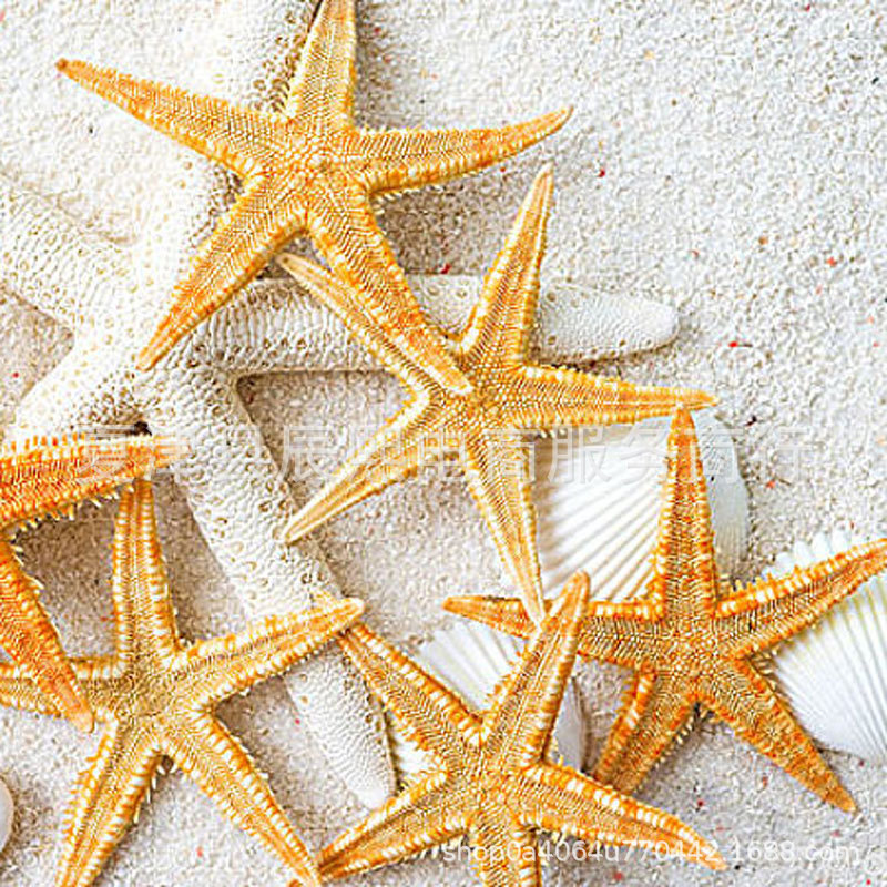 Natural Shell Conch Series Bread Five-Finger Starfish Large Starfish Specimen Home Collection Decoration Manufacturer Wholesale