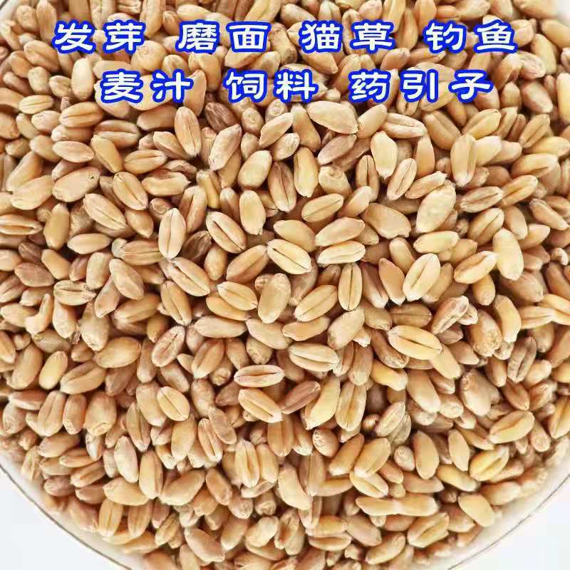 New Arrivals of the Season, Henan Wheat Wholesale, Wheat Flour with Skin, Brewing Materials, Feed, Germinable, Large Quantities in Stock