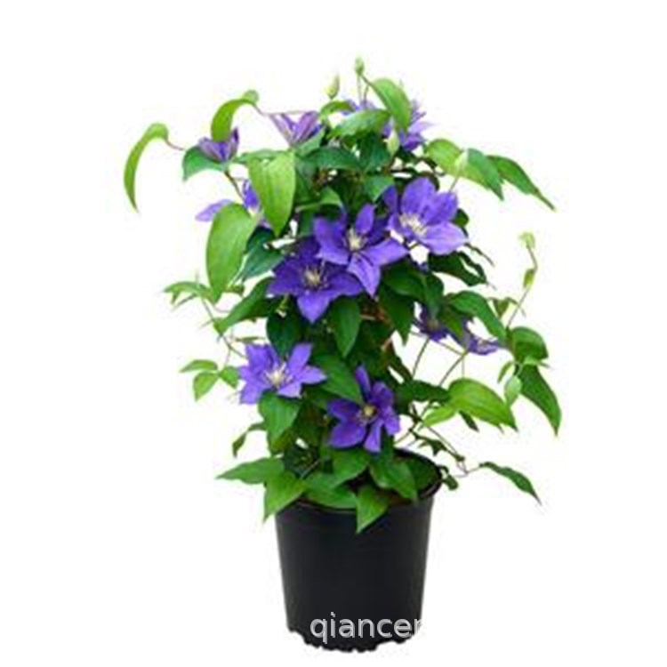 Clematis Seedlings Bloom in the Current Year, Climbing Vines, Josephine Utopia Courtyard Balcony, Vine Queen Courtyard