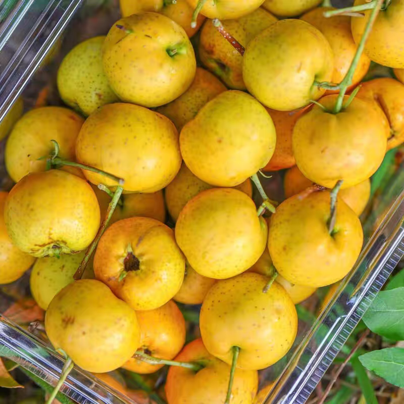 2025 Fresh Fruit Sweet Taste Huangshan Hawthorn Golden Ruyi Cotton Ball Hawthorn Yimeng Mountain Specialty Freshly Picked and Shipped