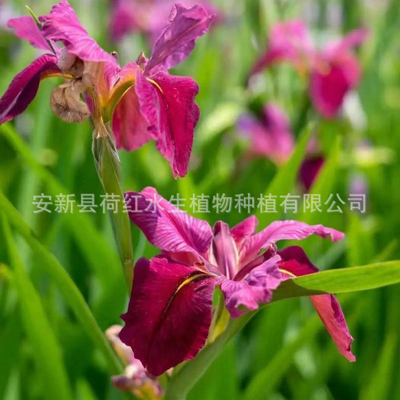 Blue Flower Aquatic Iris Seedlings Are Resistant to Deep Water 30cm, Purify Water Quality, Courtyard Pond Landscaping, Wetland Restoration Iris Seedlings