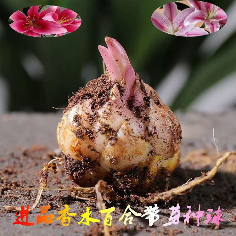 [Луковица] Лилии, тюльпаны, нарциссы, шафран, вечерние ароматы, орхидеи, ландыши, семена гиацинта