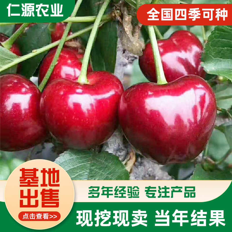 Base Direct Supply of Cherry Seedlings, Cherry Saplings, Cherry Trees, Potted Large Cherry Seedlings Planted in the South and North