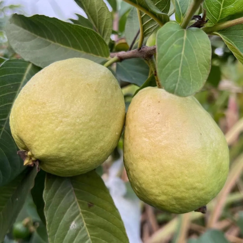 Guangdong and Fujian Red Heart and White Heart Guava Origin Straight Hair Fresh Fruit Guava Double Combination One Piece Drop Shipping