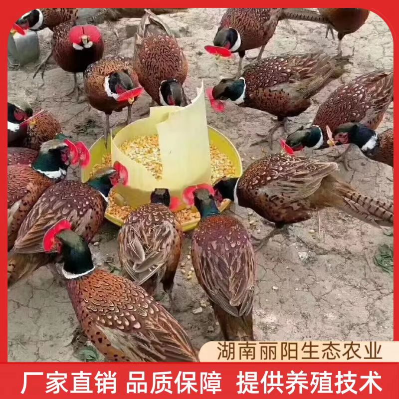 Colorful Pheasant Chicks, Live Chicks, Direct Sales from the Manufacturer, One-Day-Old Live Chicks, Support Breeding Technical Guidance