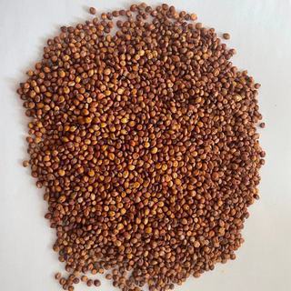 [Wholesale Glutinous Sorghum] 50kg of glutinous sorghum is directly supplied by Glutinous Sorghum Distillery for Wine