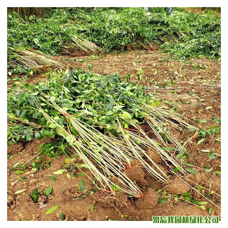 Wholesale Forsythia Saplings Greening Seedlings Forsythia Ball Yellow Tiger Courtyard Green Climbing Vines Flower Seedlings Landscape Saplings