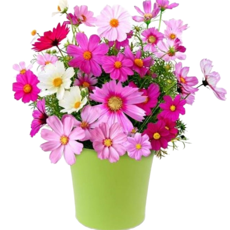 Various Internet Celebrity Flower Seeds, Flower Seeds, Popular Flower Seeds Products, Flower Seeds Wholesale Small Packages