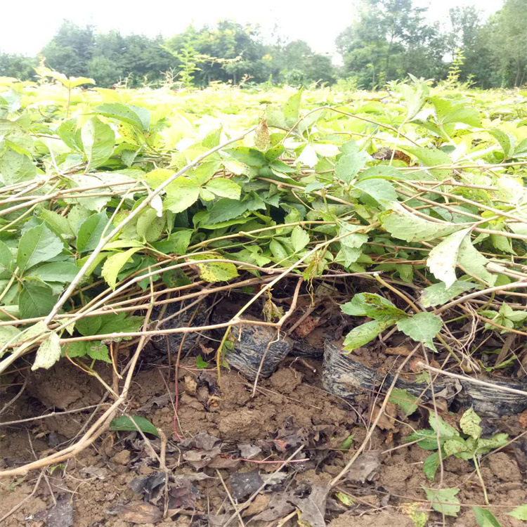 Five-Leaf Creeper Base Climbing Vine Wholesale Price in Xi'An, Slope Protection Climbing Vine, Climbing Creeper