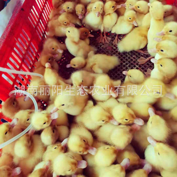 Direct Sale from the Manufacturer: Live Cherry Valley Ducklings, Large Meat Ducks, Easy to Raise and Maintain, with Technical Guidance for Beginners