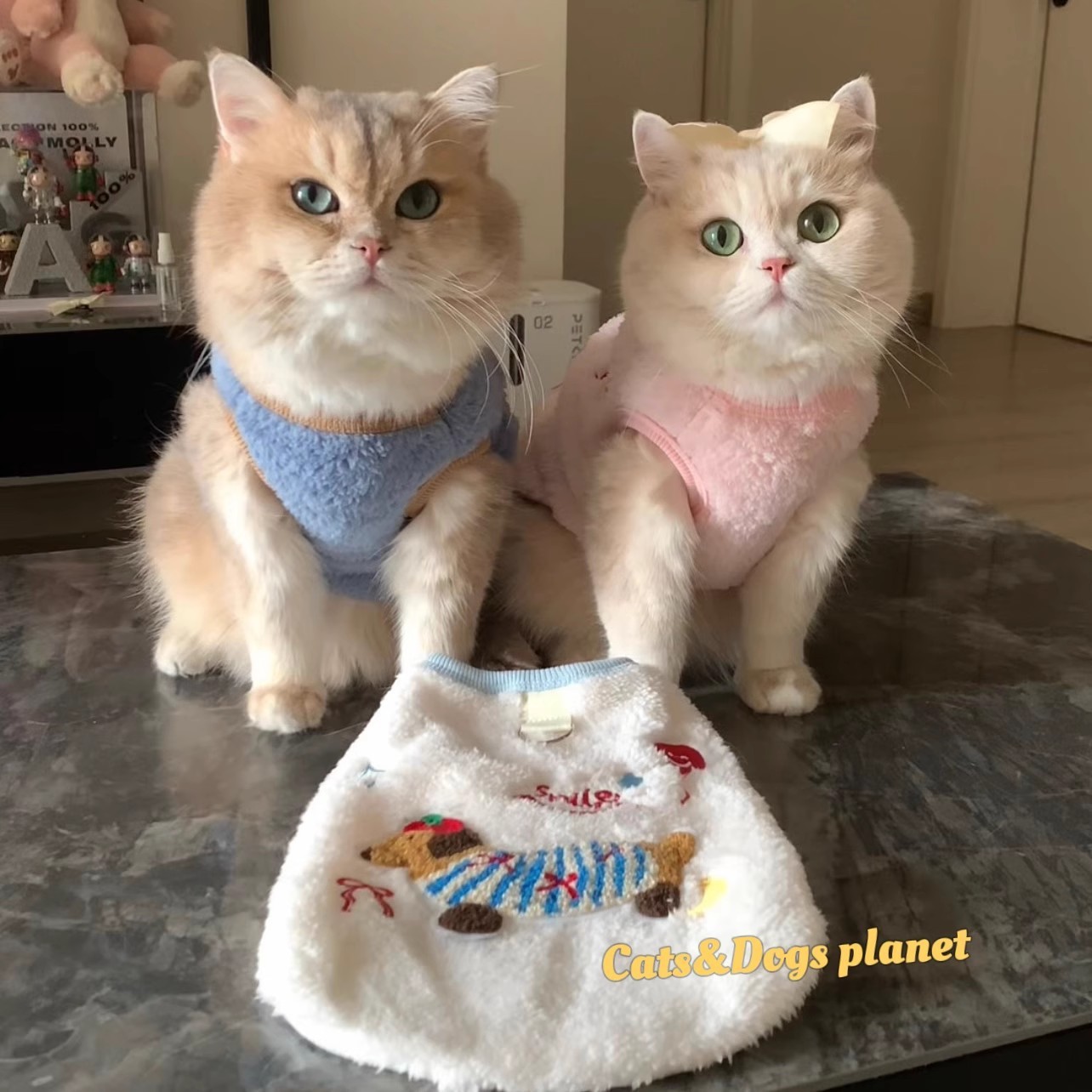 Pet Cat Clothes Autumn and Winter Cotton Clothes Ragdoll Gold Gradient Blue Cat Kitten Cute Fleece-Lined Warm Vest Winter Clothes