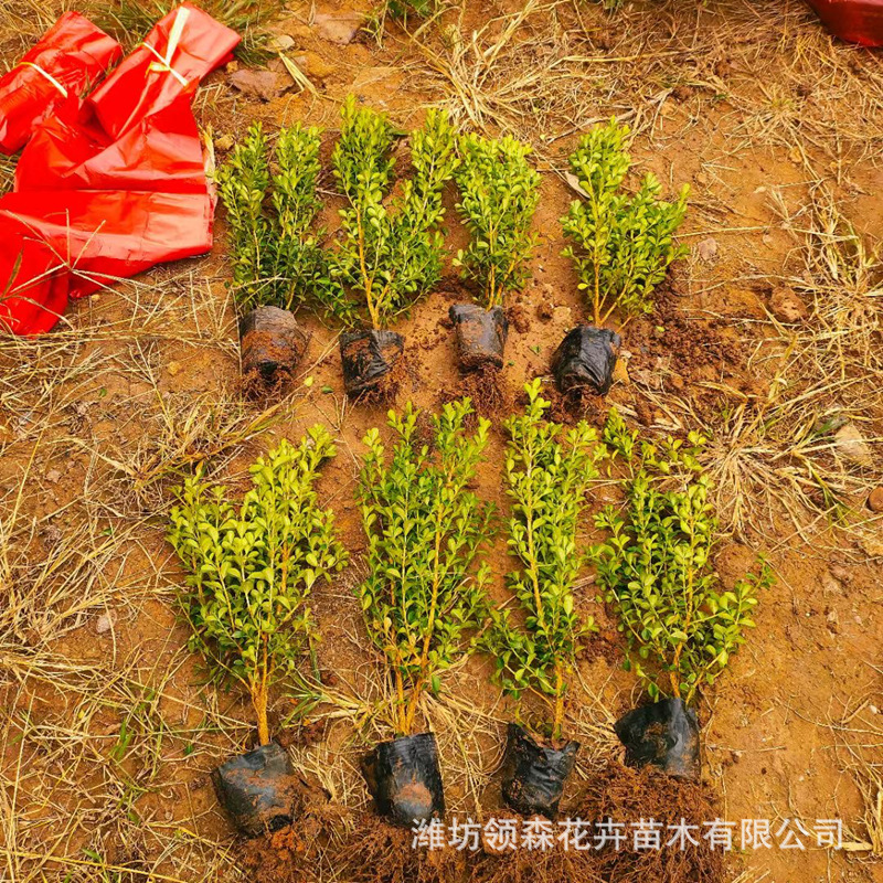 Base Direct Sales Melon Seed Boxwood Seedlings Hedge Large Quantity Discount Boxwood Seedlings Holly Seedlings Phnom Penh Boxwood Garden Saplings