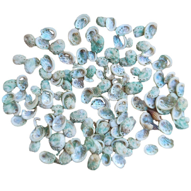 Natural Rare Green Abalone Shell Mini Conch Specimen Collection 0.5-1cm Mini Small Shell