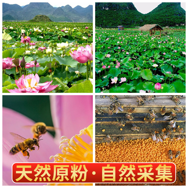 Yunnan Bee Pollen Source Bottled Direct Supply OEM Selection Lotus Granules Puzhehei Healthy and Natural