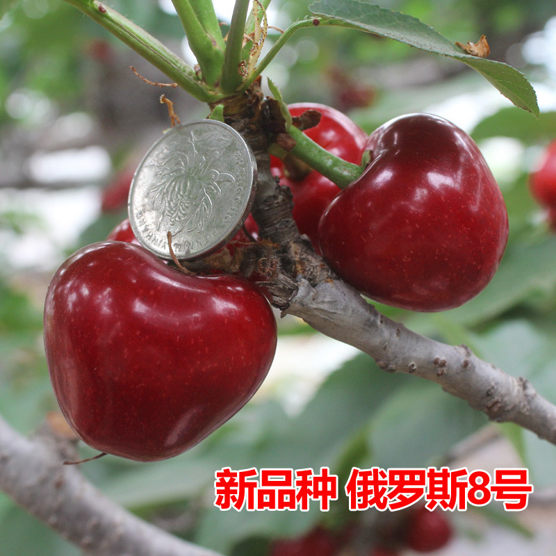 Authentic Cherry Saplings, Large Cherry Seedlings, Potted Dwarf Fruit Tree Seedlings for Planting in the North and South, Extra Large Cherry Fruit Seedlings