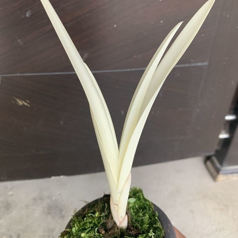 Special Orchid (Colorful White Jade) Is a Treasure of the Garden and Is Worth Collecting and Suitable for Indoor Potted Plants