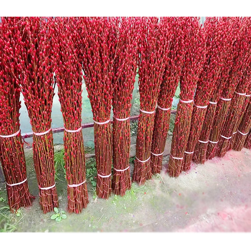 Sichuan Silver Willow Wholesale Color Willow Red Willow Silver Bud Willow Spring Festival New Year's Eve Flowers Dried Flower Arrangement Silver Willow Fresh Branches