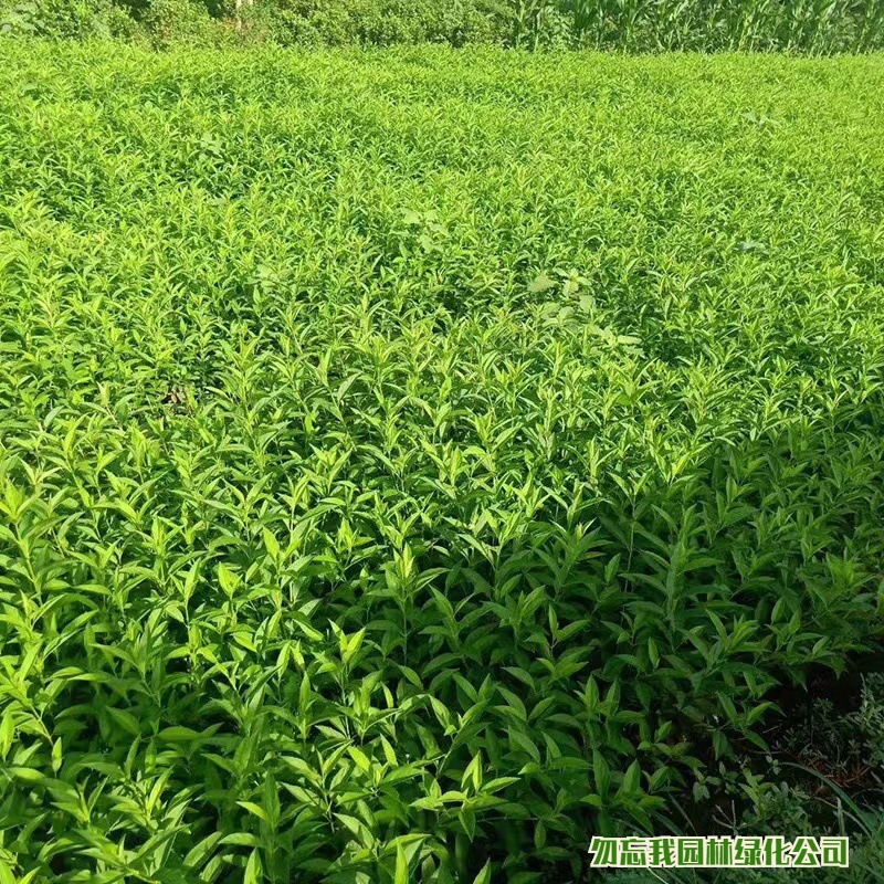 Wholesale Forsythia Saplings Greening Seedlings Forsythia Ball Yellow Tiger Courtyard Green Climbing Vines Flower Seedlings Landscape Saplings