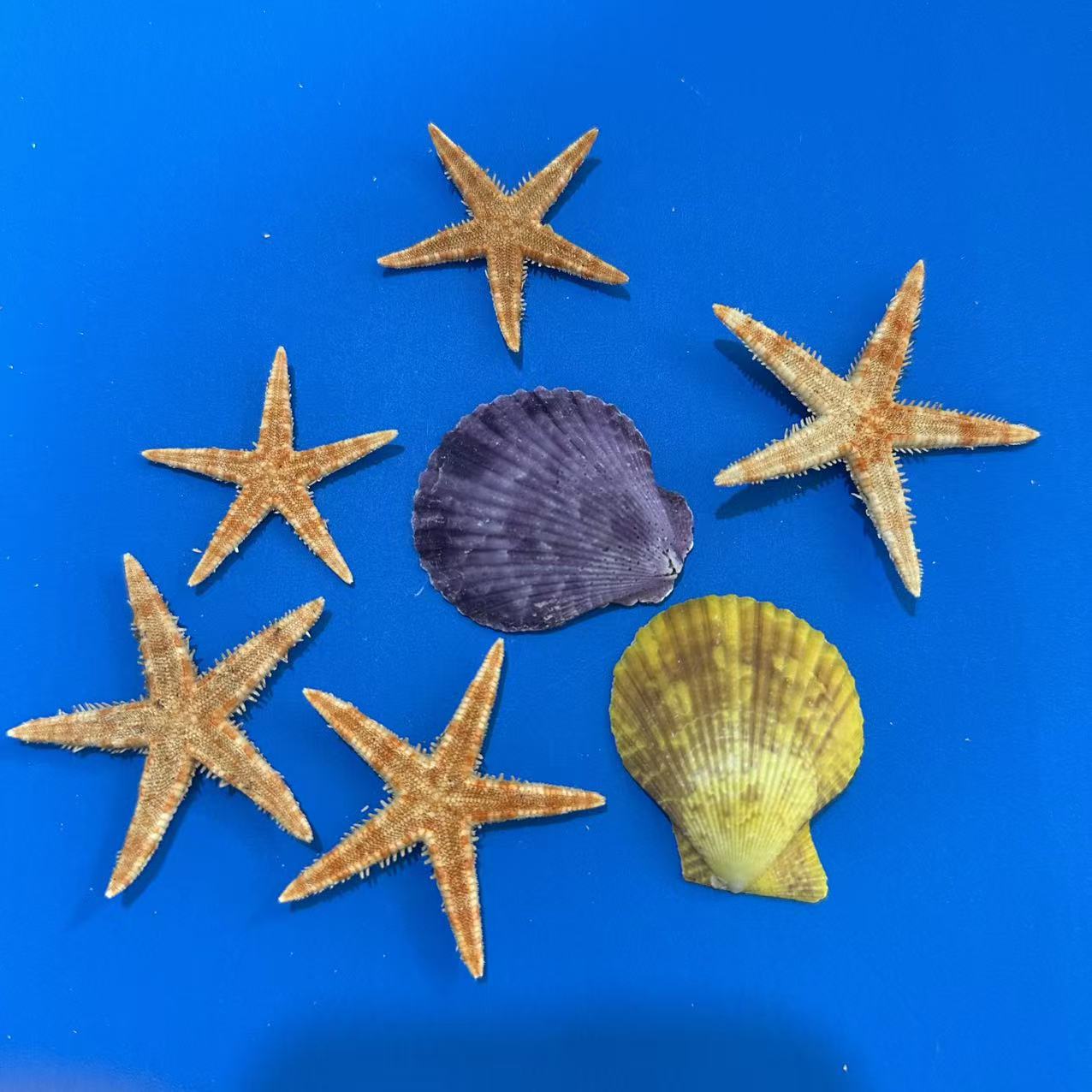 Wholesale Handicrafts Study Natural Starfish Decoration DIY Flat Starfish Conch Shell Bread Starfish Ornaments Decoration