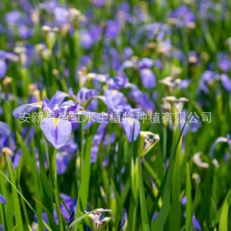Blue Flower Aquatic Iris Seedlings Are Resistant to Deep Water 30cm, Purify Water Quality, Courtyard Pond Landscaping, Wetland Restoration Iris Seedlings