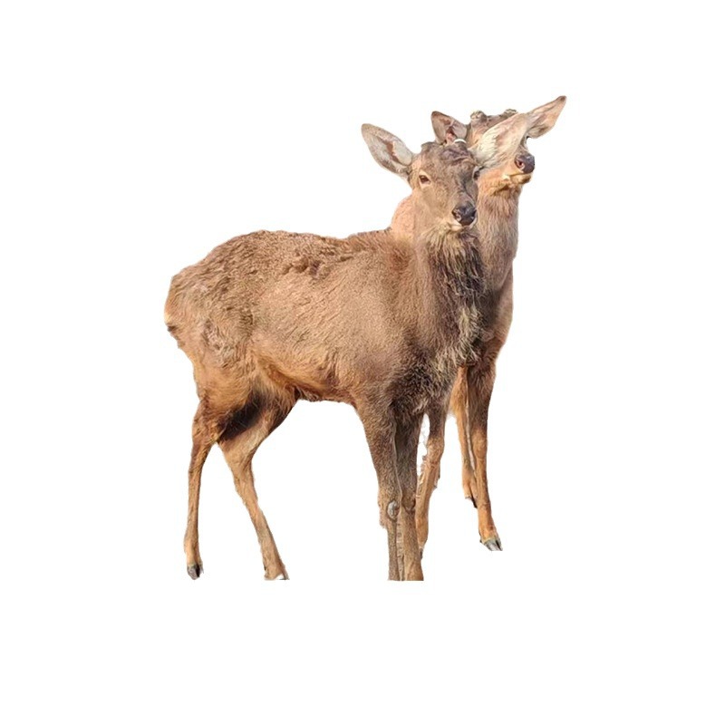 Manufacturer Straight-Haired Sika Deer Live Breeding Deer Adult Sika Deer Scenic Spot Ornamental Sika Deer People-Friendly Sika Deer