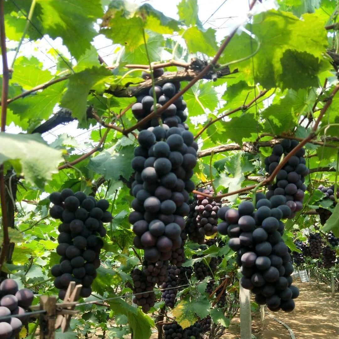 Northeast Jufeng Grapes Are Freshly Picked in Season, Juicy and Suitable for Children, Wholesale by the Whole Box with Free Shipping, Not Xiahei Brand Wholesale