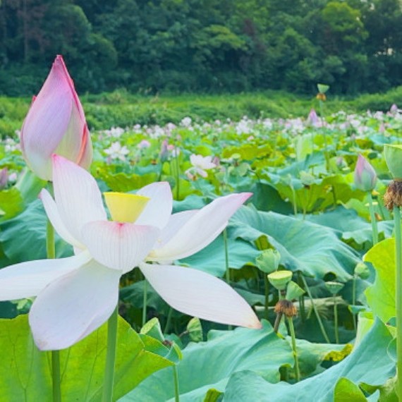 Huihonglianye Xiangtan Lotus Seeds Large General Product Microdermabrasion White Lotus Seeds Wholesale Containing Small Amount of Lotus Core
