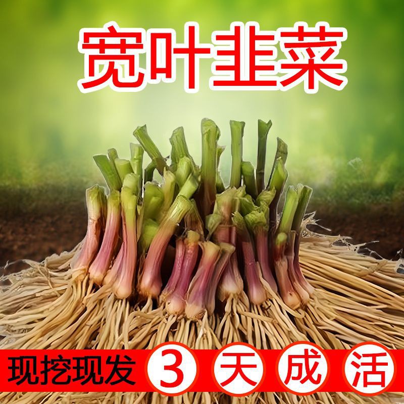 Саженец лука-порея с фиолетовым корнем, широкими листьями и красным корнем, четырехсезонный, мелколистный, оптовая продажа, в горшке, для балкона, комнатный овощной саженец