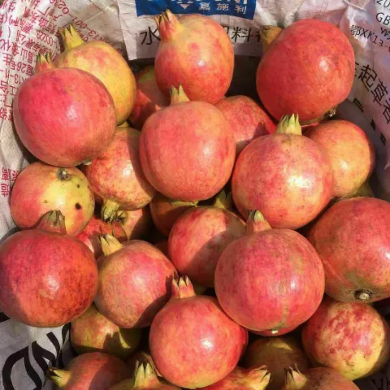 Directly Shipped from the Place of Origin of Tunisian Soft-Seed Pomegranates in Huali, Sichuan, Free Shipping of Fresh Small Colored Pomegranates, One-Piece Drop Shipping