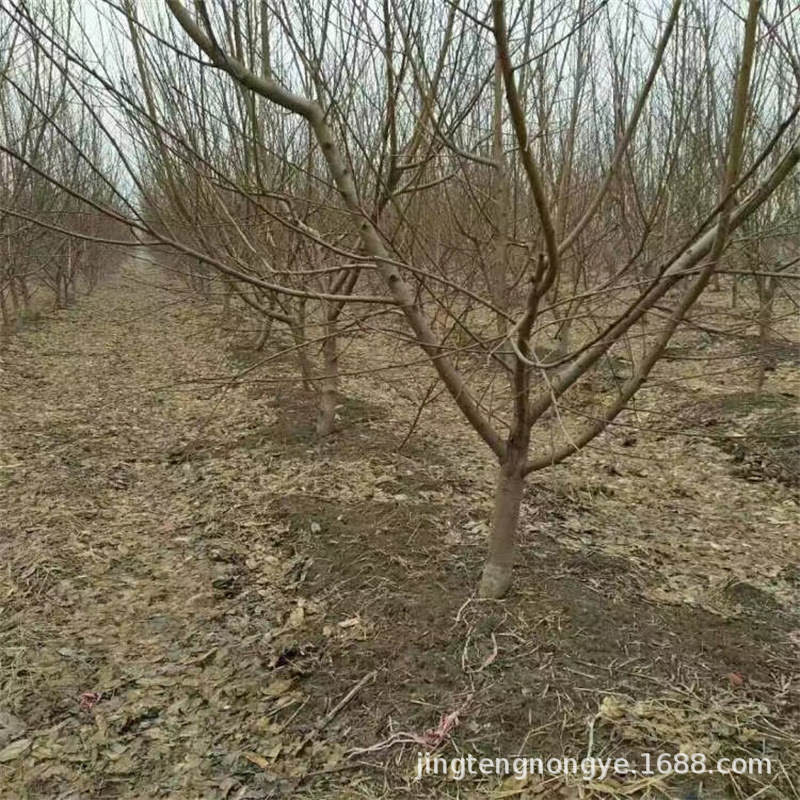 Grafted Peach Seedlings, All Varieties, Freshly Dug and Sold, Good Taste, Height 1m or More, Grafted Peach Seedlings of the Same Year