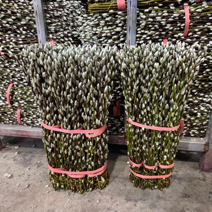 50cm Export Class a Silver Willow Fresh Branches Silver Willow Base Wholesale Self-Produced Self-Marketing